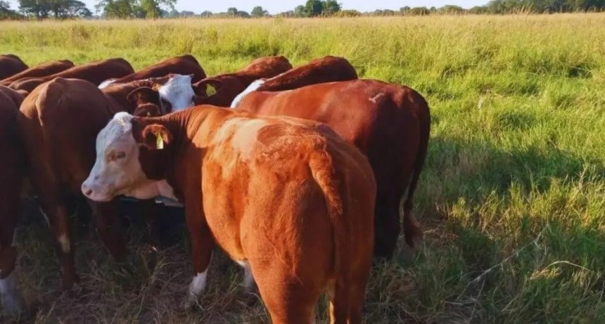 Destetes, descartes y alimentación: otoño, el momento clave para planificar el rodeo de cría
