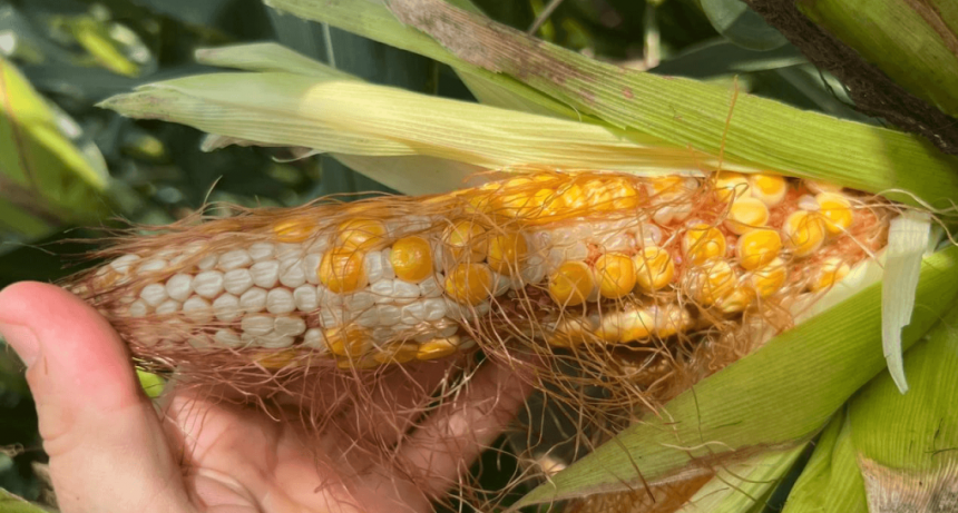 Maíz tardío: el gran hallazgo agronómico argentino que ahora corre riesgo por la chicharrita