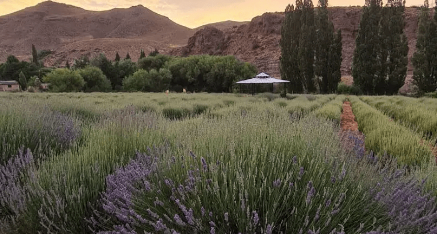 A orillas del río Limay, la lavanda se cultiva con aroma a agroecología