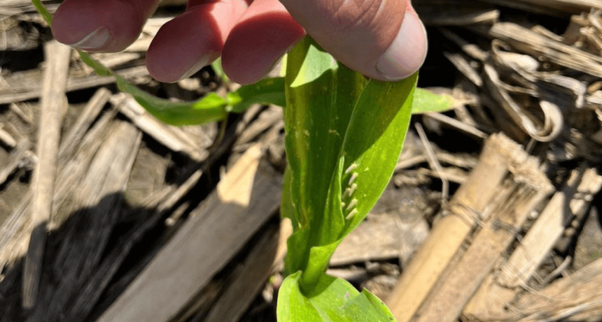 Chicharrita del maíz: aprueban los primeros insecticidas que podrían frenar la plaga