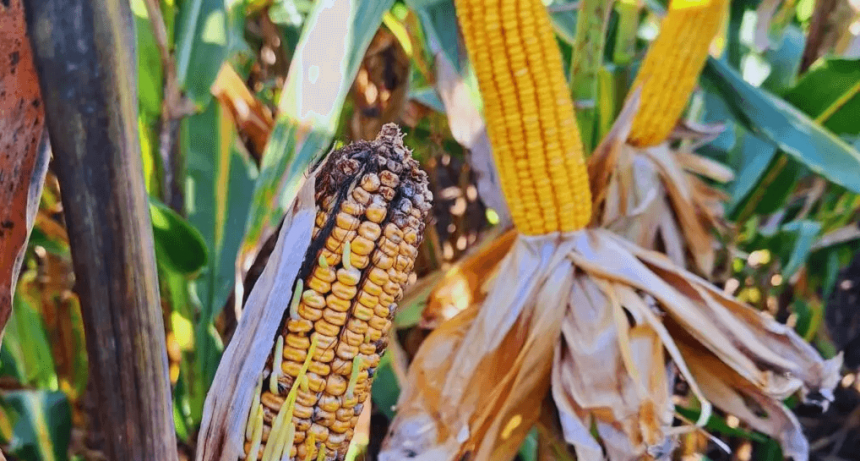 Chicharrita del maíz: Vilella estima que ya generó una pérdida de U$S 1.500 millones