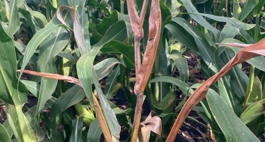 Nada frena a la chicharrita del maíz: el invierno no sería tan frío como se necesitaría para eliminarla