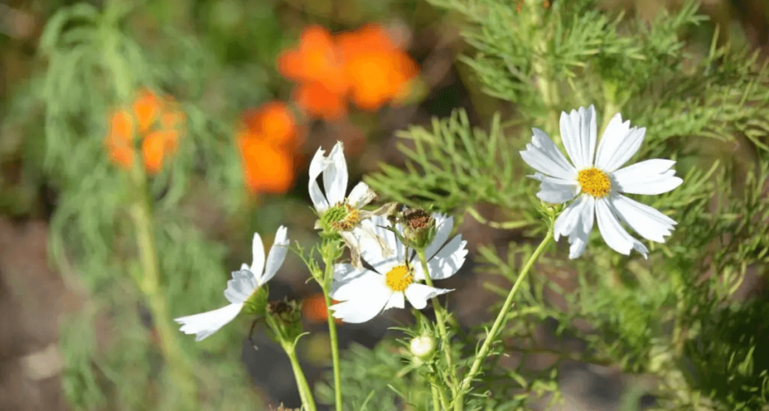 Huertas sustentables: “La Marta” enseña cómo plantar franjas de flores para evitar daños por plagas