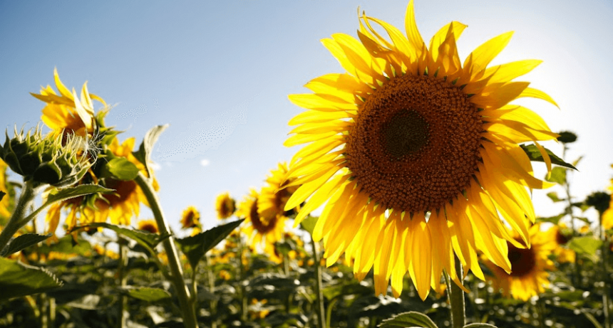 La cosecha de girasol cayó 21,7% y se pierden U$S 659 millones en exportaciones
