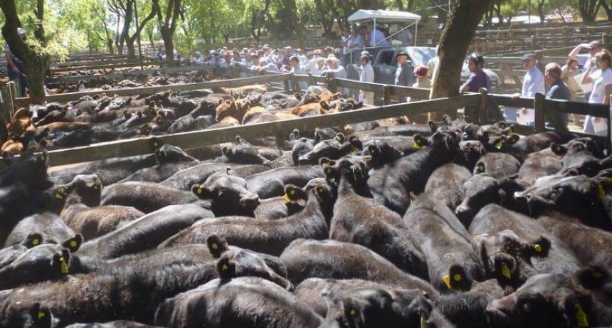 La cadena de ganados y carnes pierde otra vez contra la inflación: ¿cuándo vuelve a subir la hacienda?