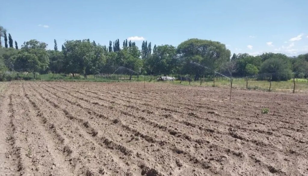 Un “milagro” en las zonas áridas de Catamarca: en Santa María, el riego fortalece a la papa y el tomate