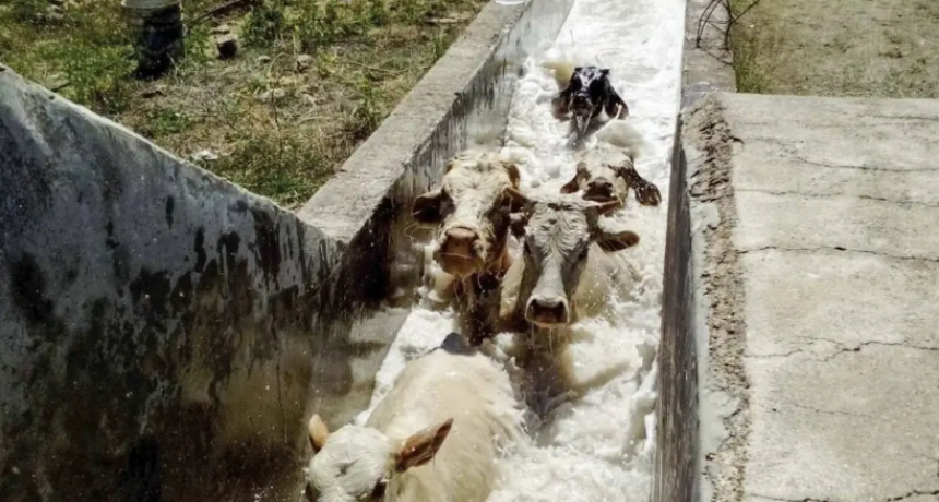 Garrapatas en bovinos: un manual del Senasa detalla cómo deben hacerse los “baños de inmersión”