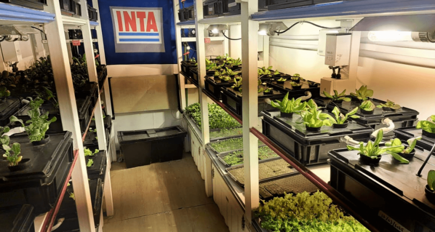 Antártida: lejos del campo, las hortalizas más australes del país “cambiaron la vida” en las bases