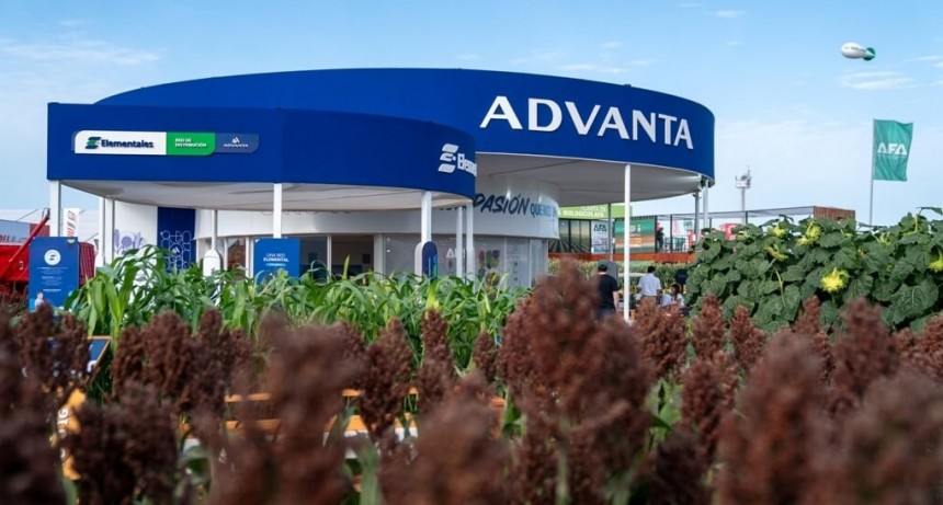 Nutrición animal: sorgo bajo tanino, una alternativa para engordar la dieta de cerdos y aves