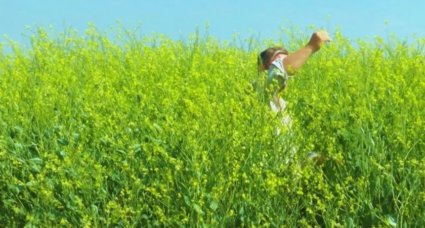 Manejo de rastrojos y fecha de siembra: los “combustibles” para motorizar el crecimiento de la colza