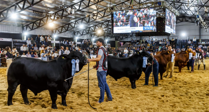 Llegan “Las Nacionales”: Corrientes será otra vez epicentro de lo mejor de la genética bovina y equina