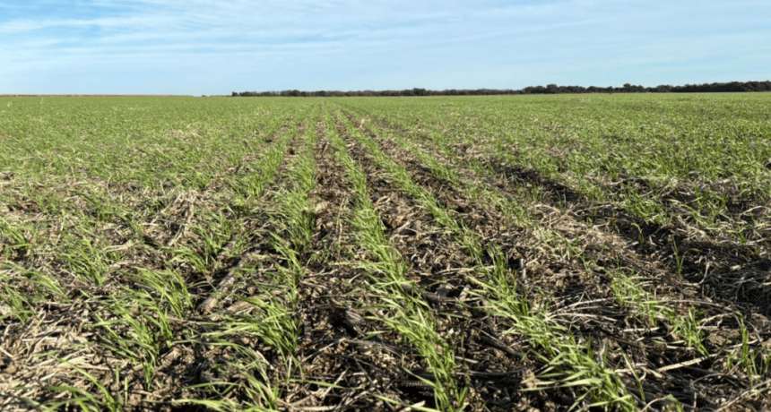 El trigo recuperaría 400.000 hectáreas y alcanzaría su máxima siembra en los últimos 20 años
