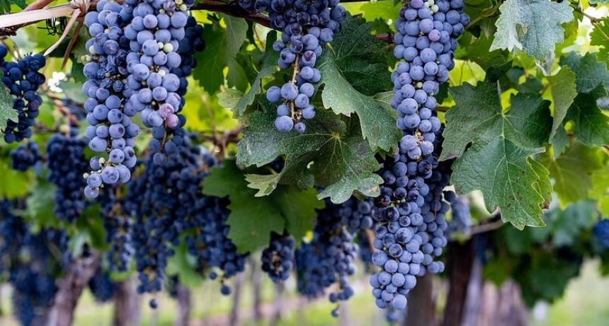 Día del Malbec: los vinos del Valle Calchaquí ganan medallas de oro en Alemania y Francia