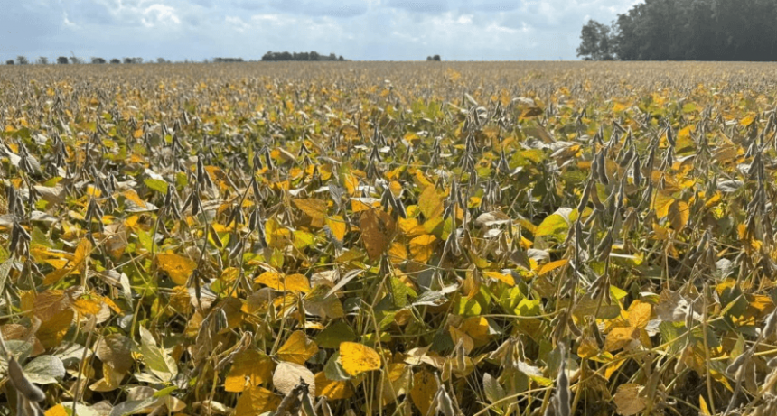 Donde logra avanzar, la cosecha de soja muestra rindes prometedores: “No bajan de los 40 qq/ha”