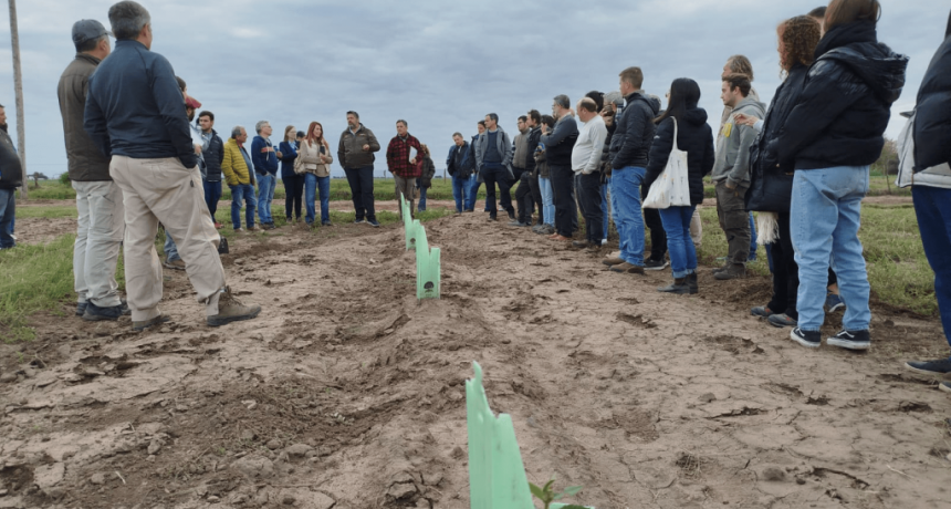 Del Alto Valle a los montes tucumanos: el interés por las trufas crece y se federaliza en Argentina