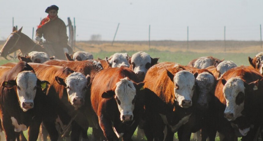 El financiamiento, otra “vaca flaca” en un sector ganadero que no logra despegar