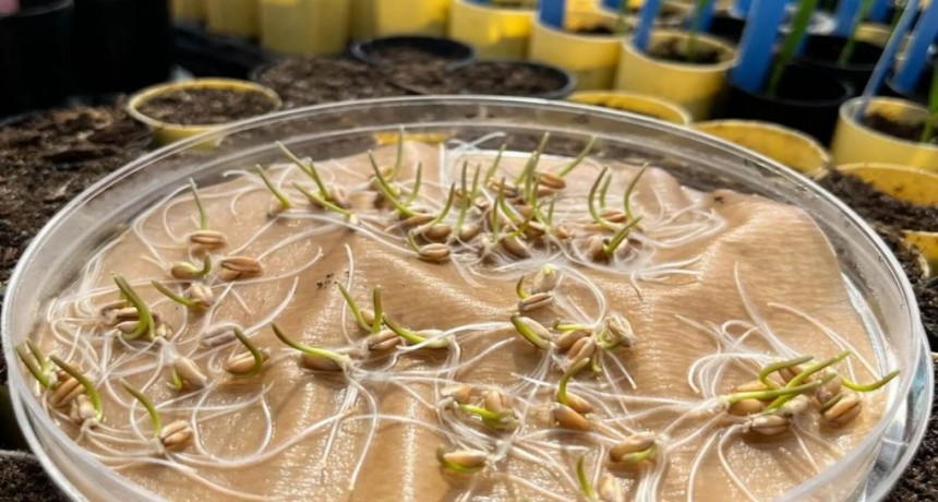 El secreto oculto del trigo: descubrieron un componente en su ADN que eleva los rindes 5%