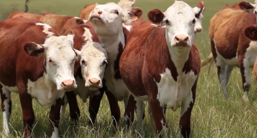 Fuerte boom ganadero: el 82% ve momento para invertir y empuja al agro argentino
