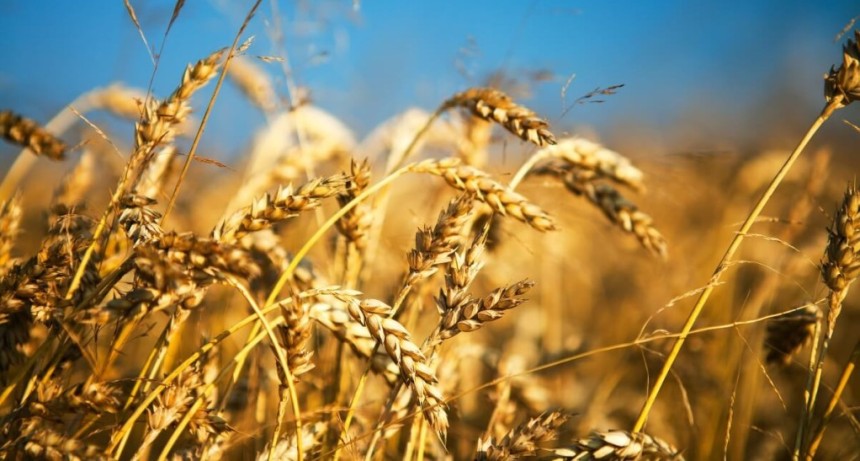 Trigo argentino: costos de fertilizantes y clima marcar&aacute;n decisiones de siembra