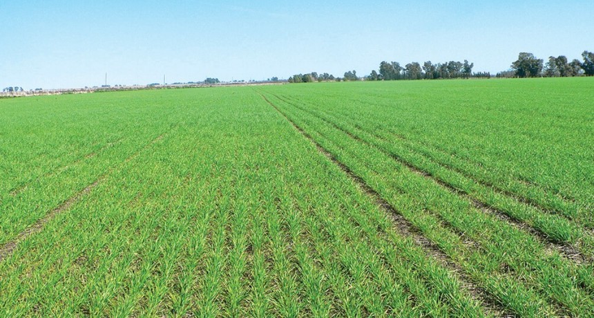 Se espera un área de siembra récord de cultivos de invierno: trigo estable y cebada en crecimiento
