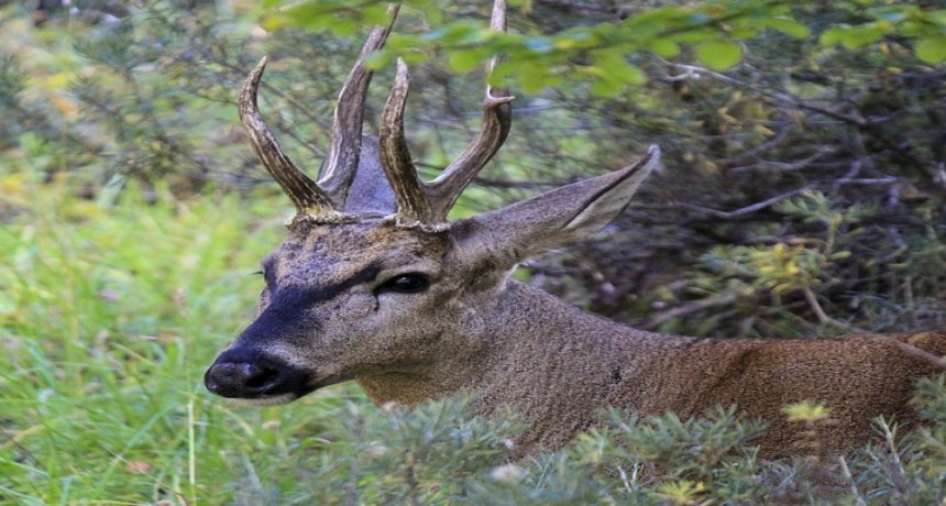 Documentan en un mapa mundial las migraciones de herbívoros en la Argentina  