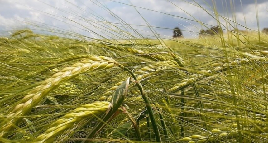 Rendimiento, sanidad y calidad de grano: las virtudes de Militza, la nueva cebada del INTA