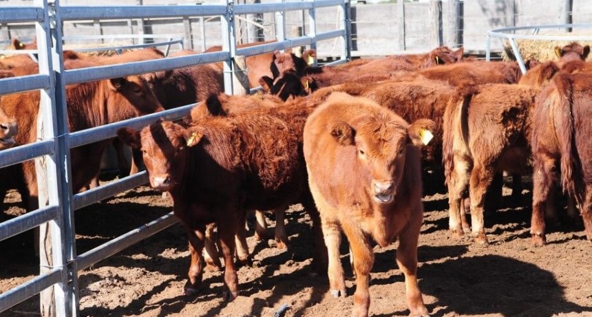 “Si no hacemos data science, no vamos a ir muy lejos en la ganadería nacional”