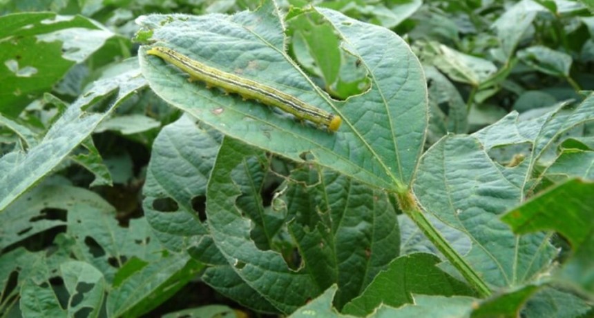 Distintas zonas “levantan la mano”: preocupa el quiebre de la resistencia Bt en soja