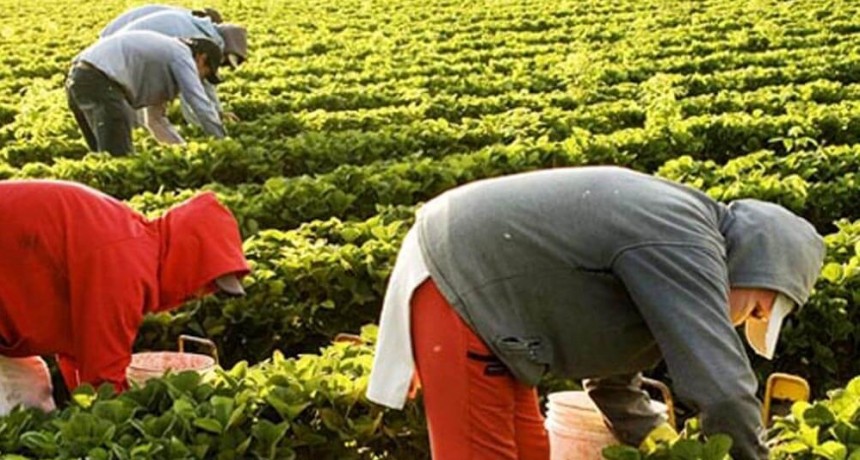 Elevan 80% las prestaciones por desempleo para trabajadores rurales