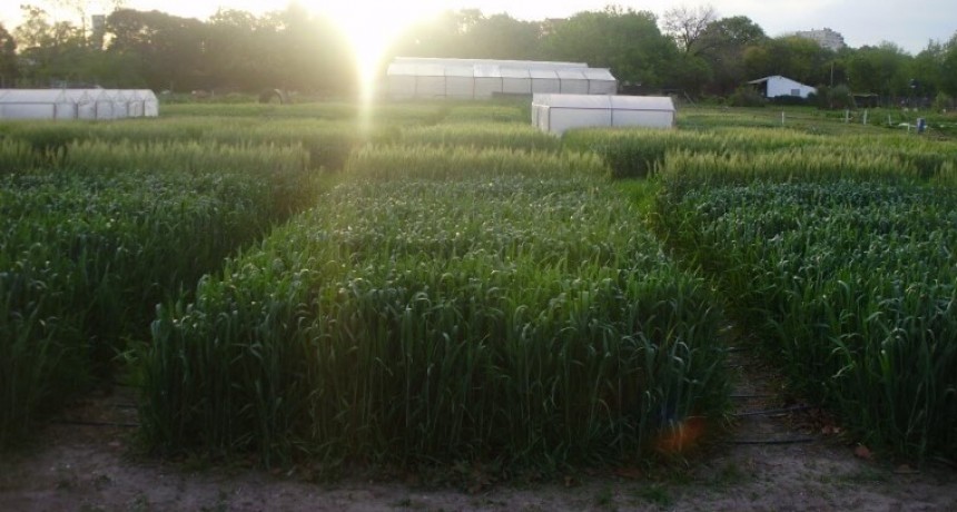Aunque crece en medio del frío, al trigo le sientan bien las noches cálidas
