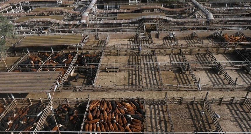 El Mercado de Hacienda porteño se muda a Cañuelas