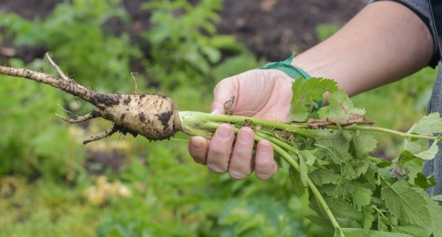 Agricultura “orgánica” vs convencional: los datos que arrojó un estudio realizado en Suecia