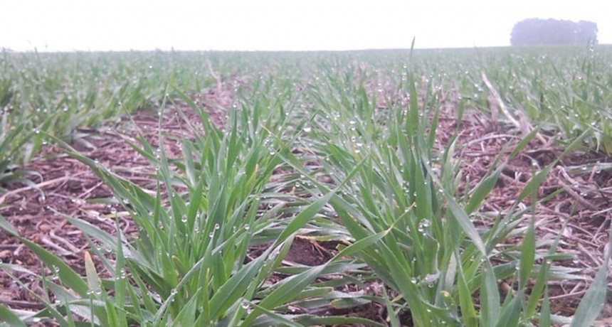 Con un posible aumento del área, algunas recomendaciones para la siembra de cebada