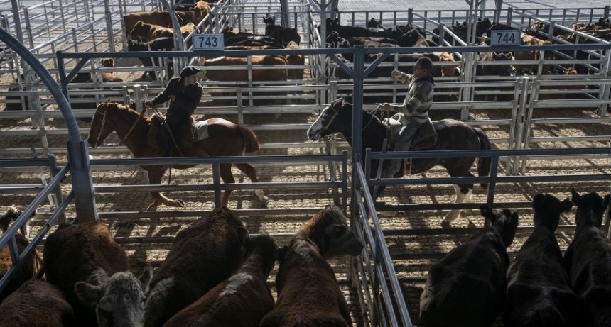 Comenzó a operar el nuevo Mercado de Hacienda en Cañuelas