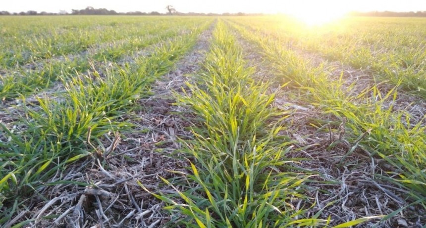 Para la siembra de trigo, el único optimista es el Gobierno