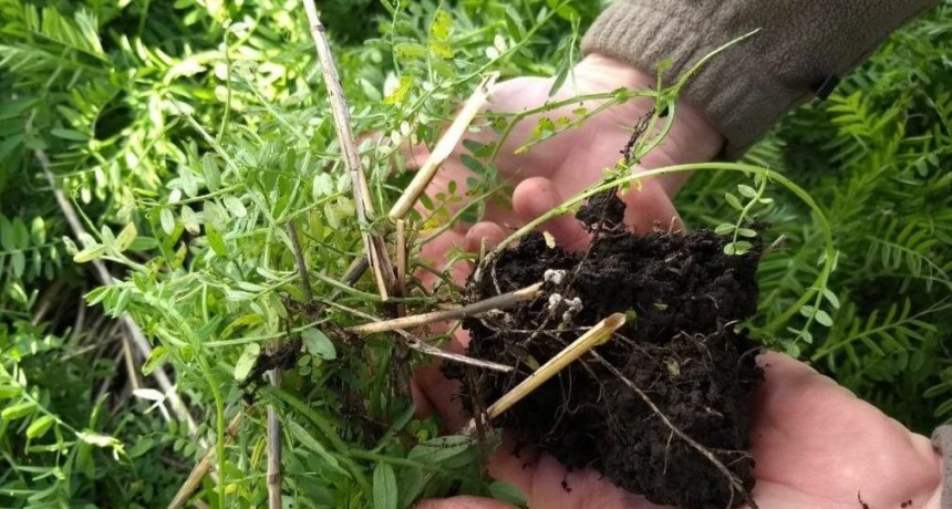 Los beneficios de rotaciones “intensas y diversas”: productores de todo el país cuentan su experiencia