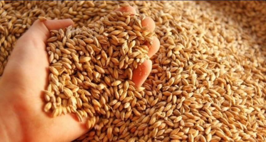  Cebada: proyectan otra cosecha récord tras un 8,3% más de superficia sembrada 