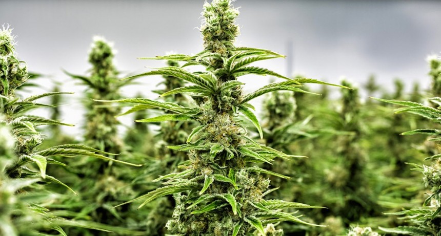 El Gobierno promulgó la Ley de Cannabis Medicinal y Cáñamo Industrial