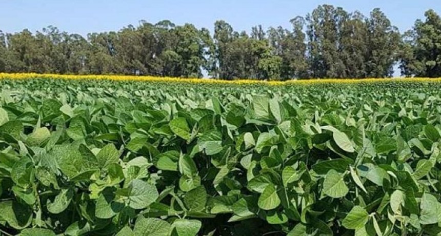 Soja: estudian a un nuevo género de bacterias de suelo para el control biológico