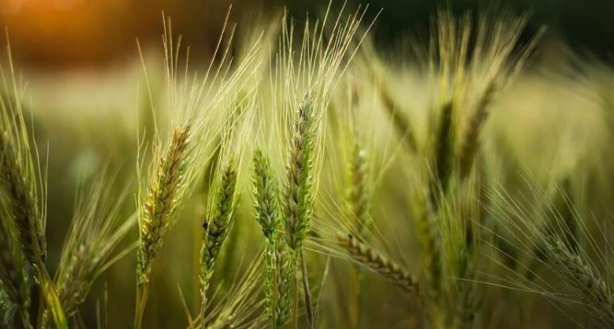 Trigo y zinc, una dupla “goleadora” para los rindes
