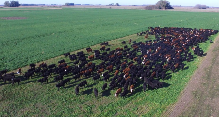 “Efecto elecciones”: agosto, la fecha clave para una recomposición en el precio del ternero