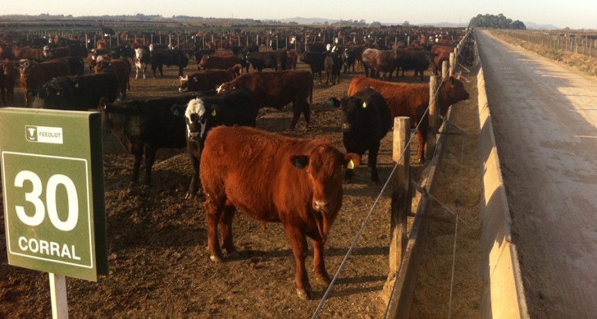 Feedlots llenos y elecciones: el “gordo” deberá esperar hasta octubre para una nueva suba