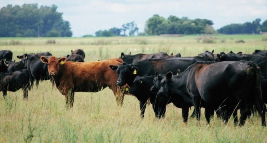 &ldquo;Tenemos todas las herramientas para un boom ganadero&rdquo;