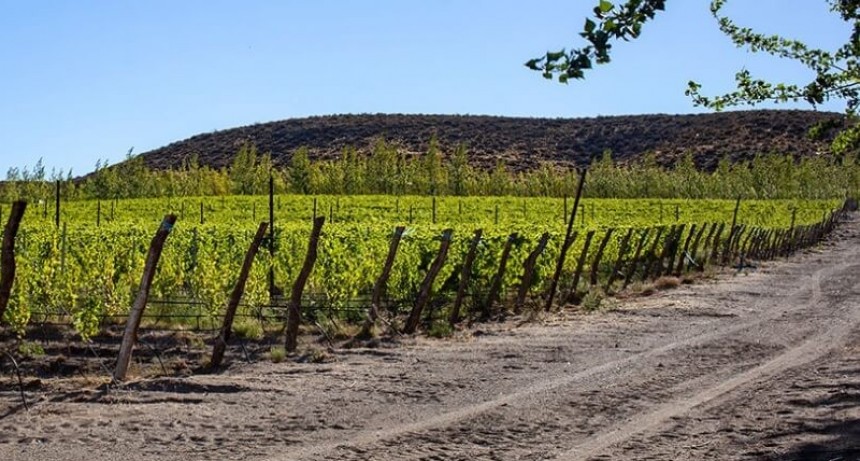 Sarmiento, una nueva identificación geográfica para el vino argentino