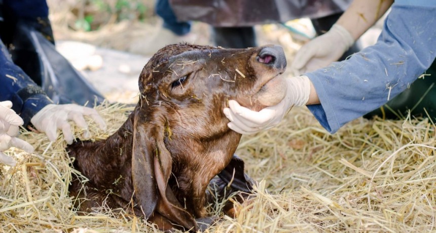 Manejo de enfermedades y suplementación con magnesio, claves para evitar abortos en bovinos