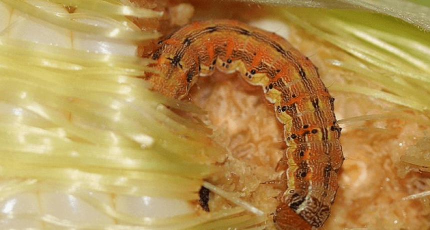 Tras la chicharrita del maíz, otro “problema enorme” viene en camino: la oruga de la espiga