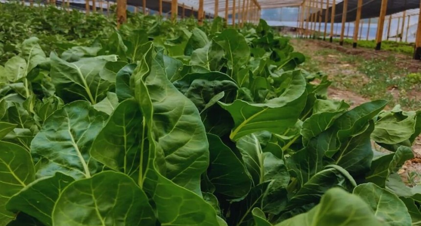 Verduras en la Patagonia: una cooperativa encontró la forma de producirlas no solo en verano