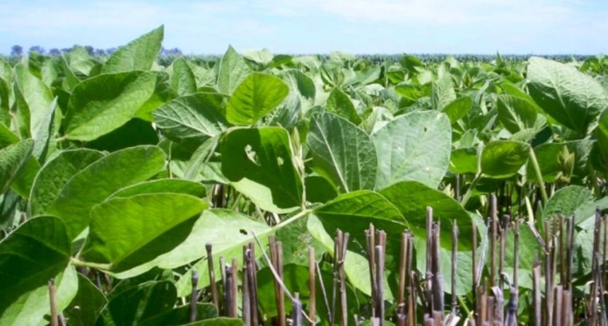 Con rotaciones más intensas y diversas, la soja suma hasta 700 kilos por hectárea