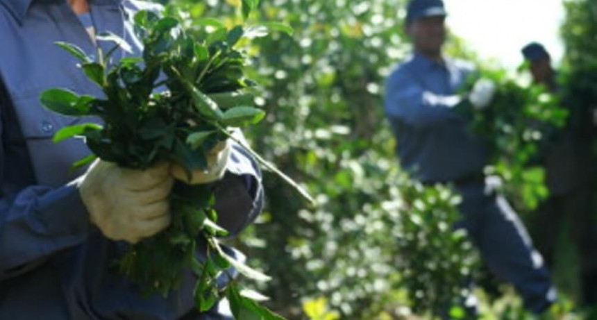 Yerba mate: productores de Misiones, al borde del conflicto por los altos impuestos y las importaciones