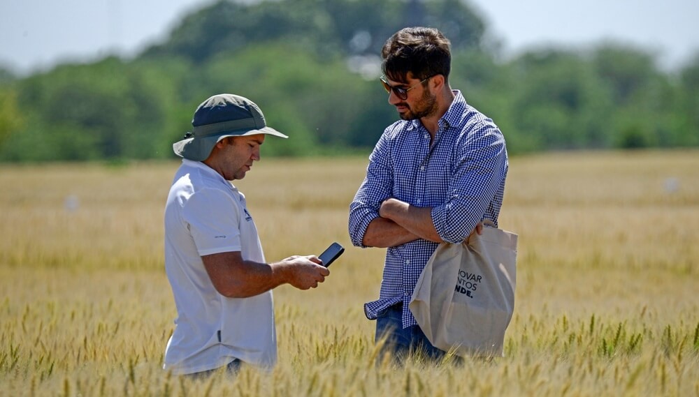 Rentabilidad “interesante” y clima a favor: el trigo se prepara para desplegar su máximo potencial